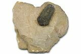 Phacopid (Acastoides) Trilobite - Foum Zguid, Morocco #363106-3